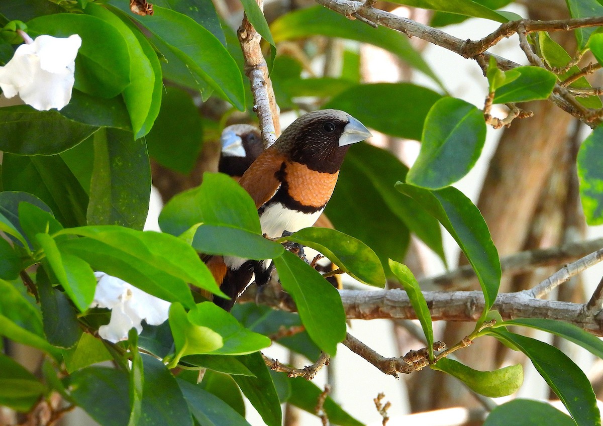 Chestnut-breasted Munia - ML646382273
