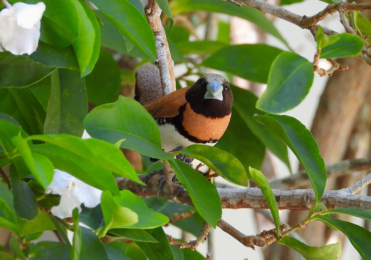 Chestnut-breasted Munia - ML646382274