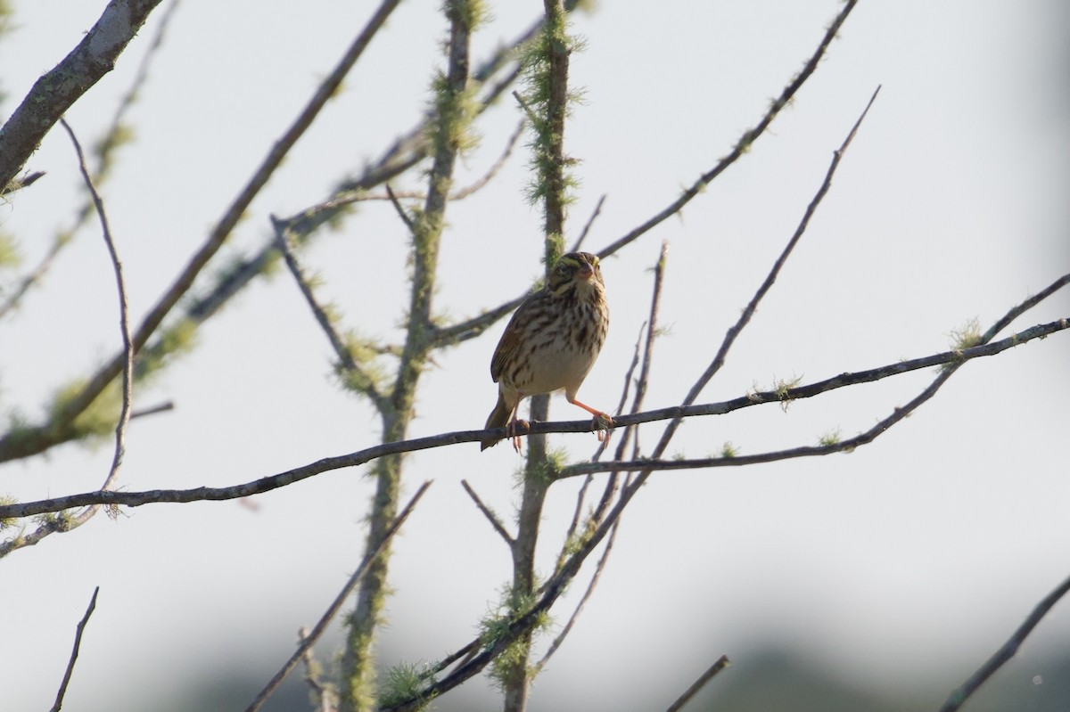 strnadec luční - ML646382284