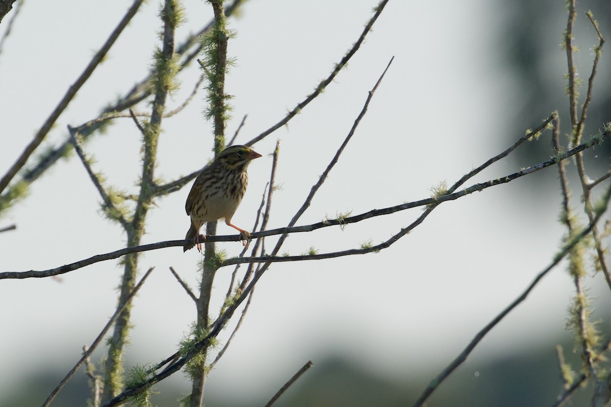 strnadec luční - ML646382285