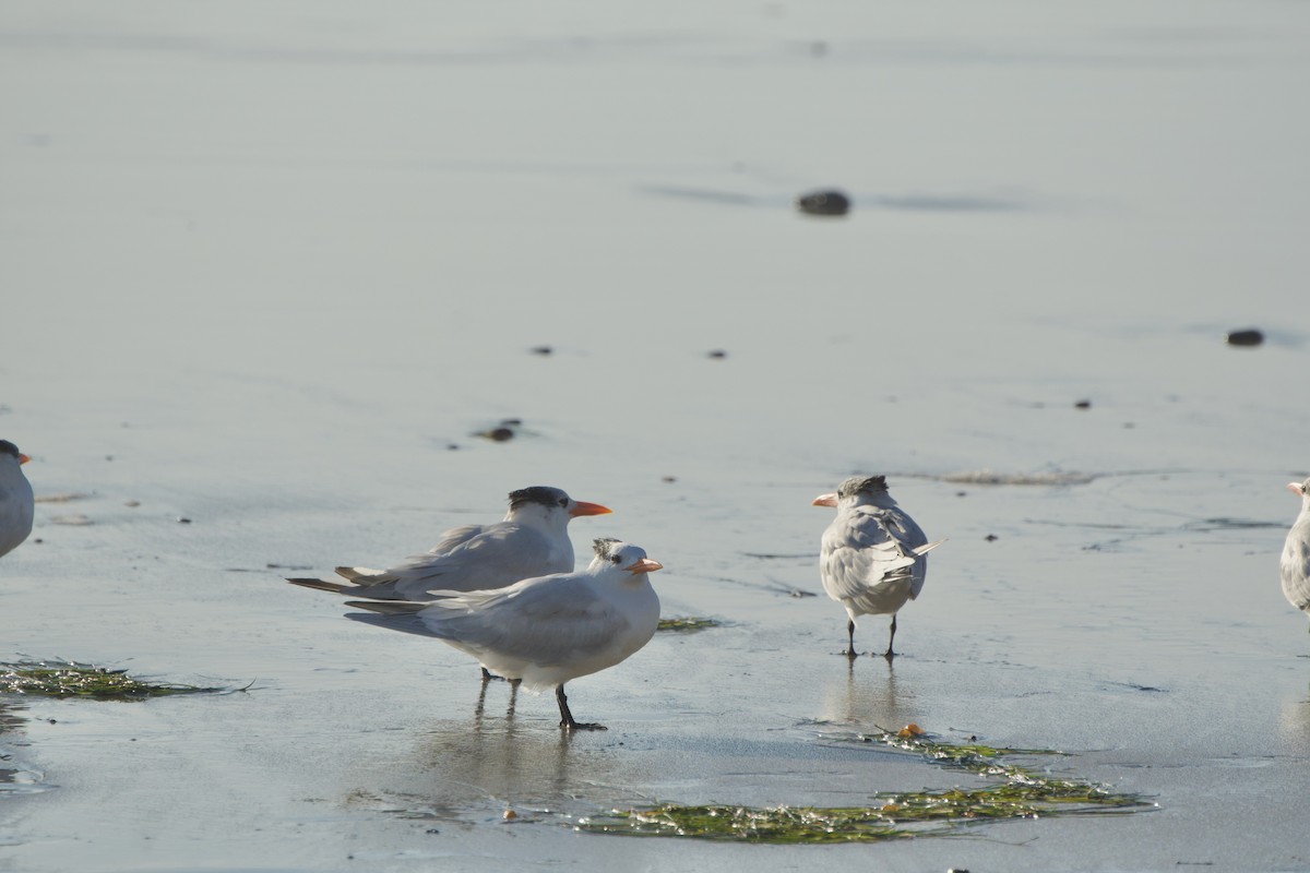 Royal Tern - ML646382286