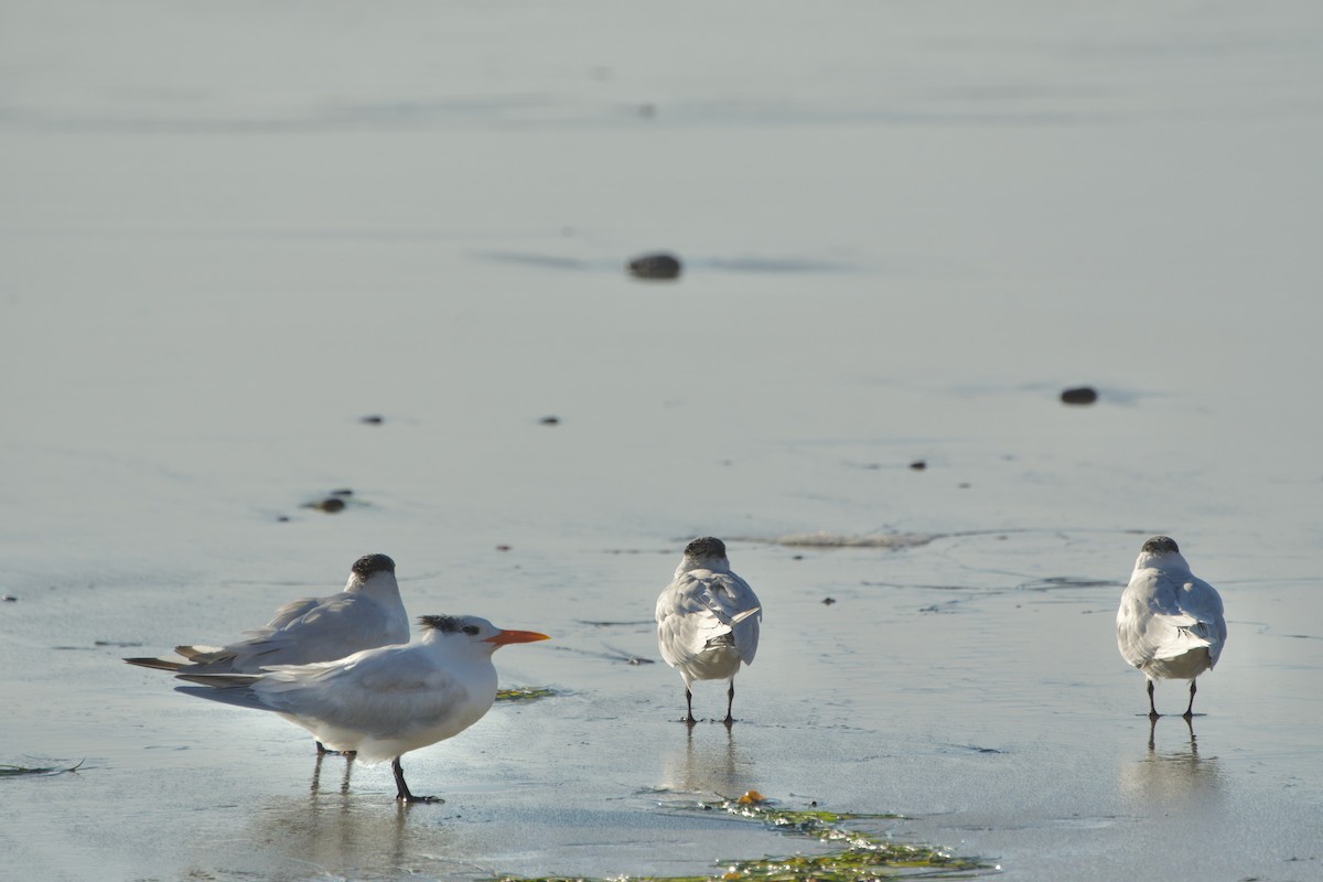Royal Tern - ML646382287