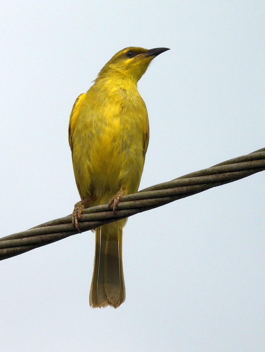 Yellow Honeyeater - ML646382289