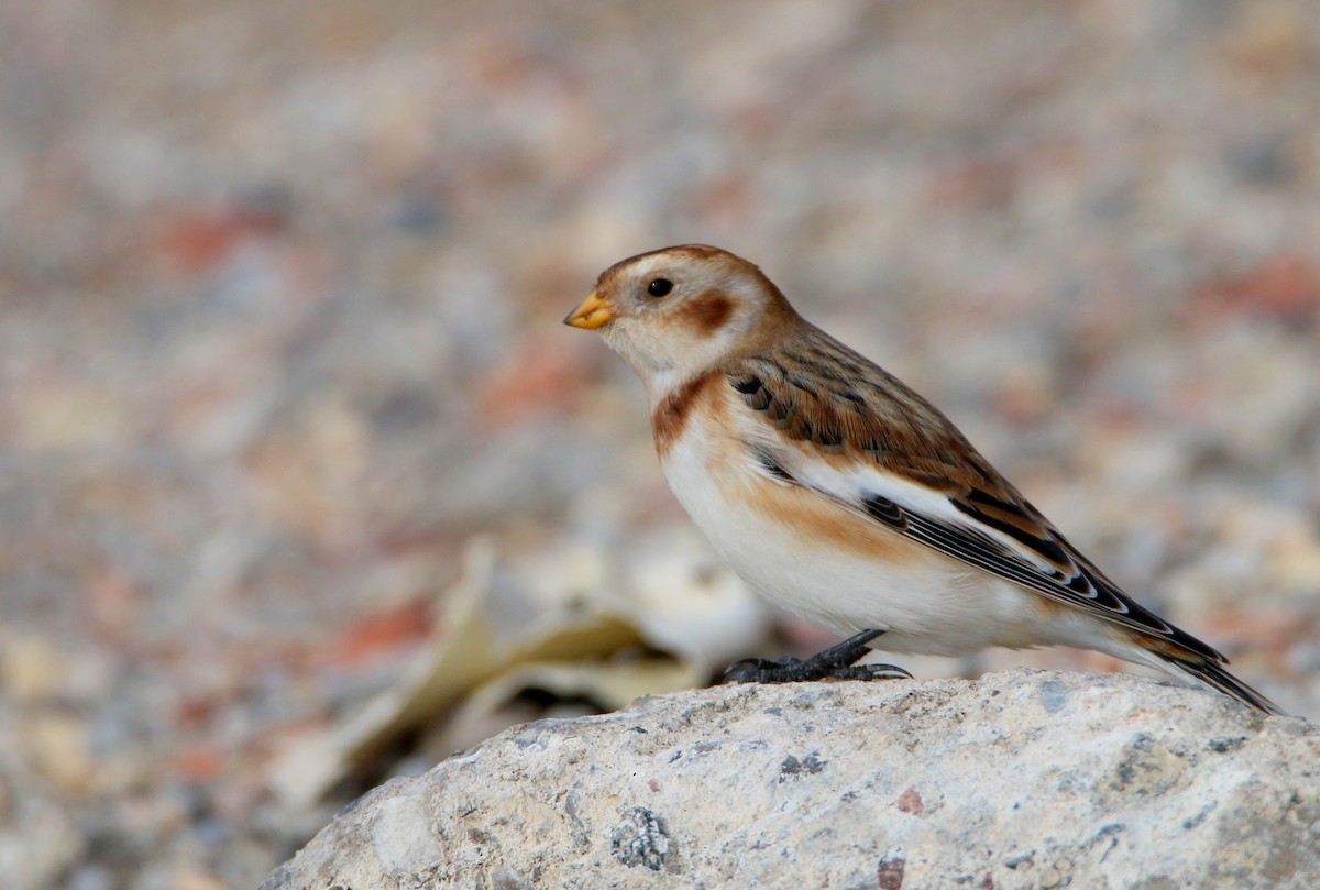 Snow Bunting - ML646382290