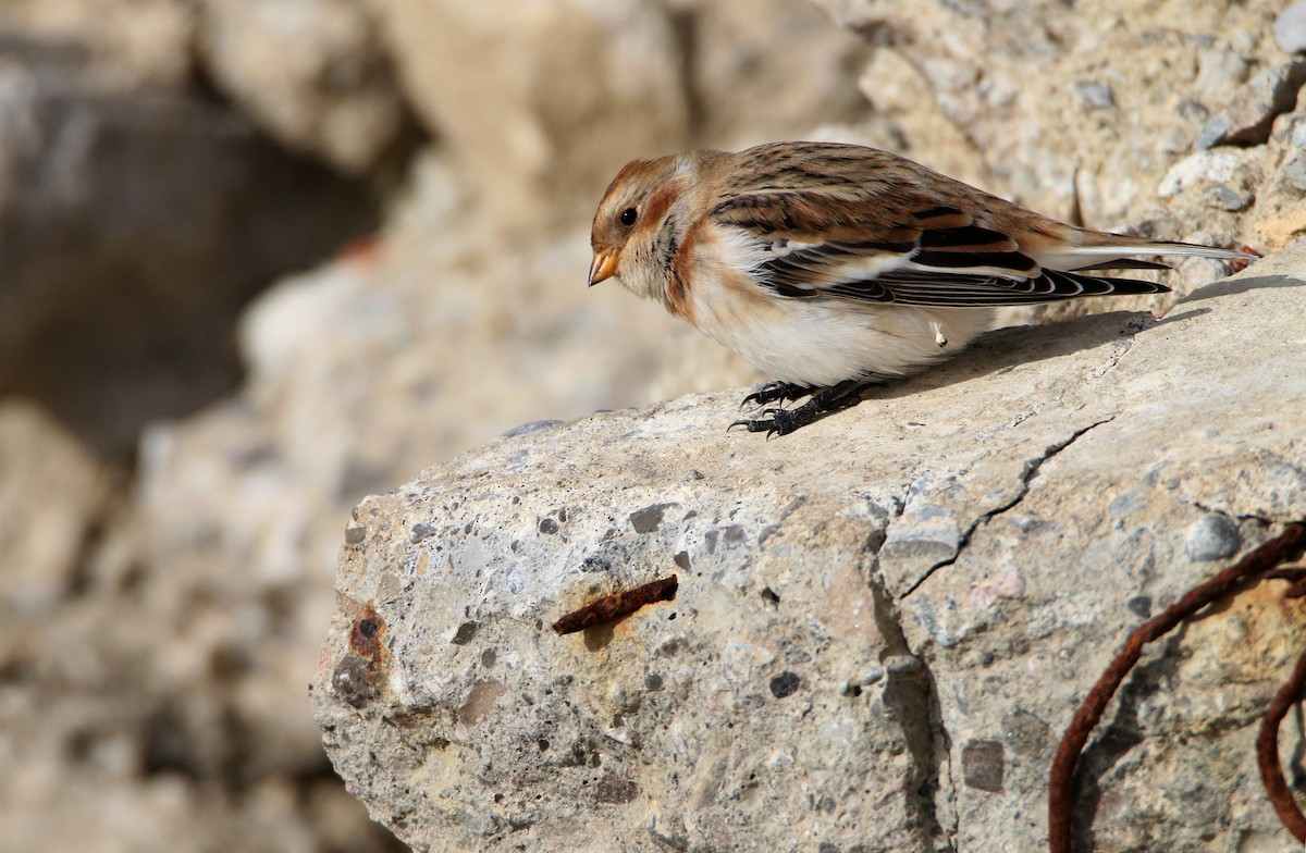Snow Bunting - ML646382292