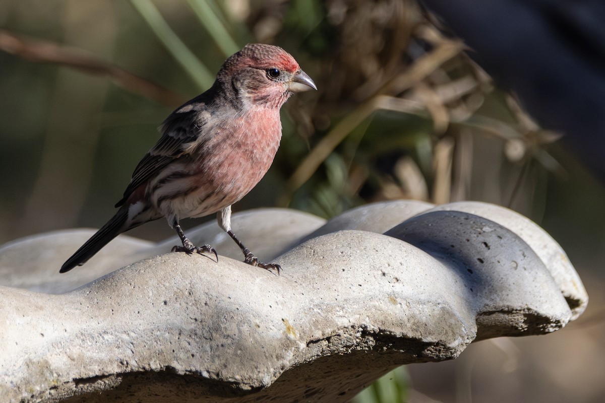 House Finch - ML646382293