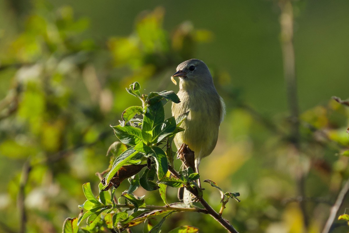 lesňáček hvězdičkový - ML646382295