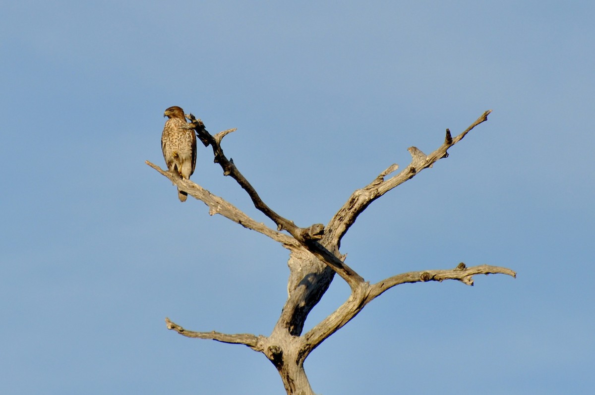 Red-shouldered Hawk - ML646382296
