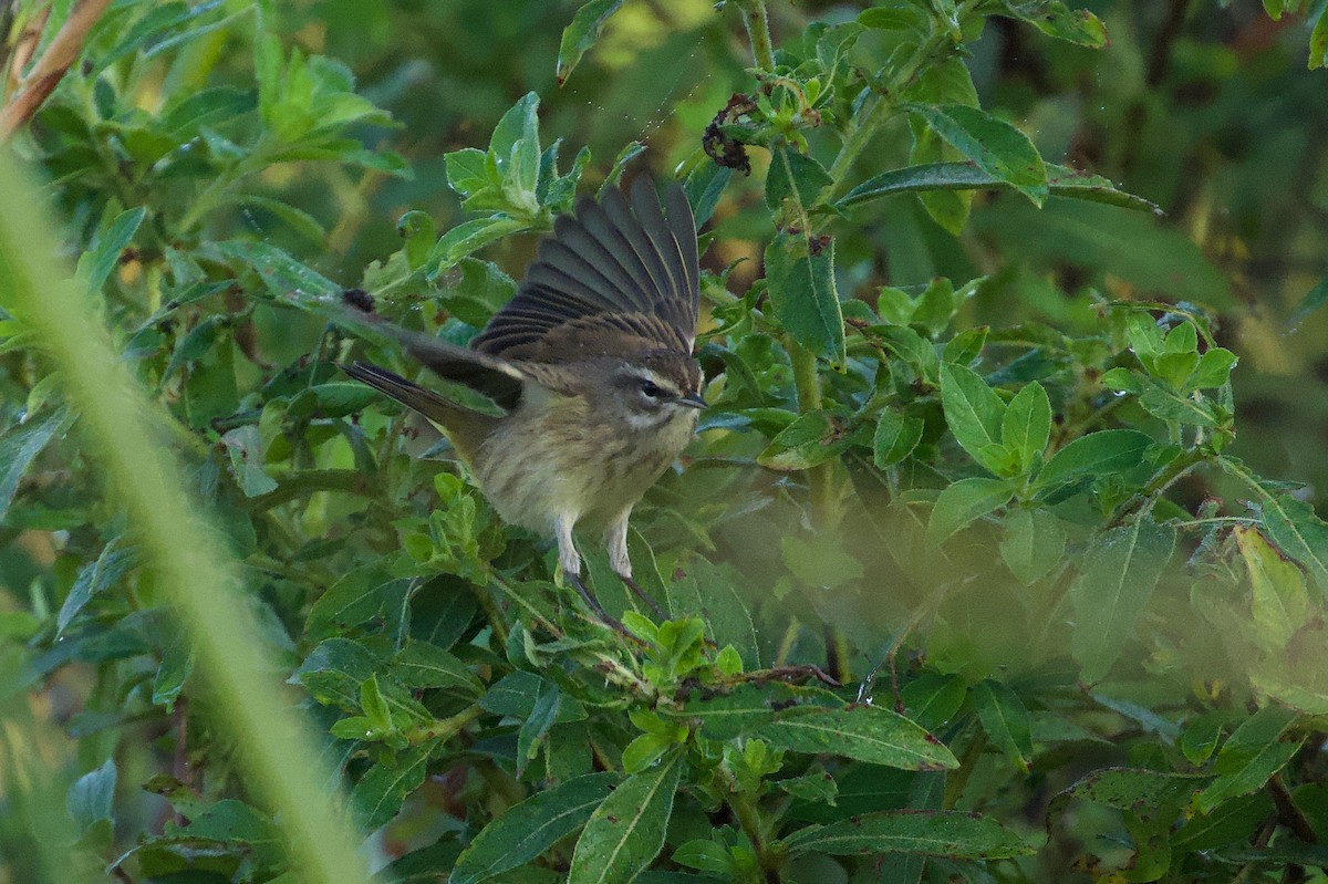 lesňáček bažinný - ML646382298