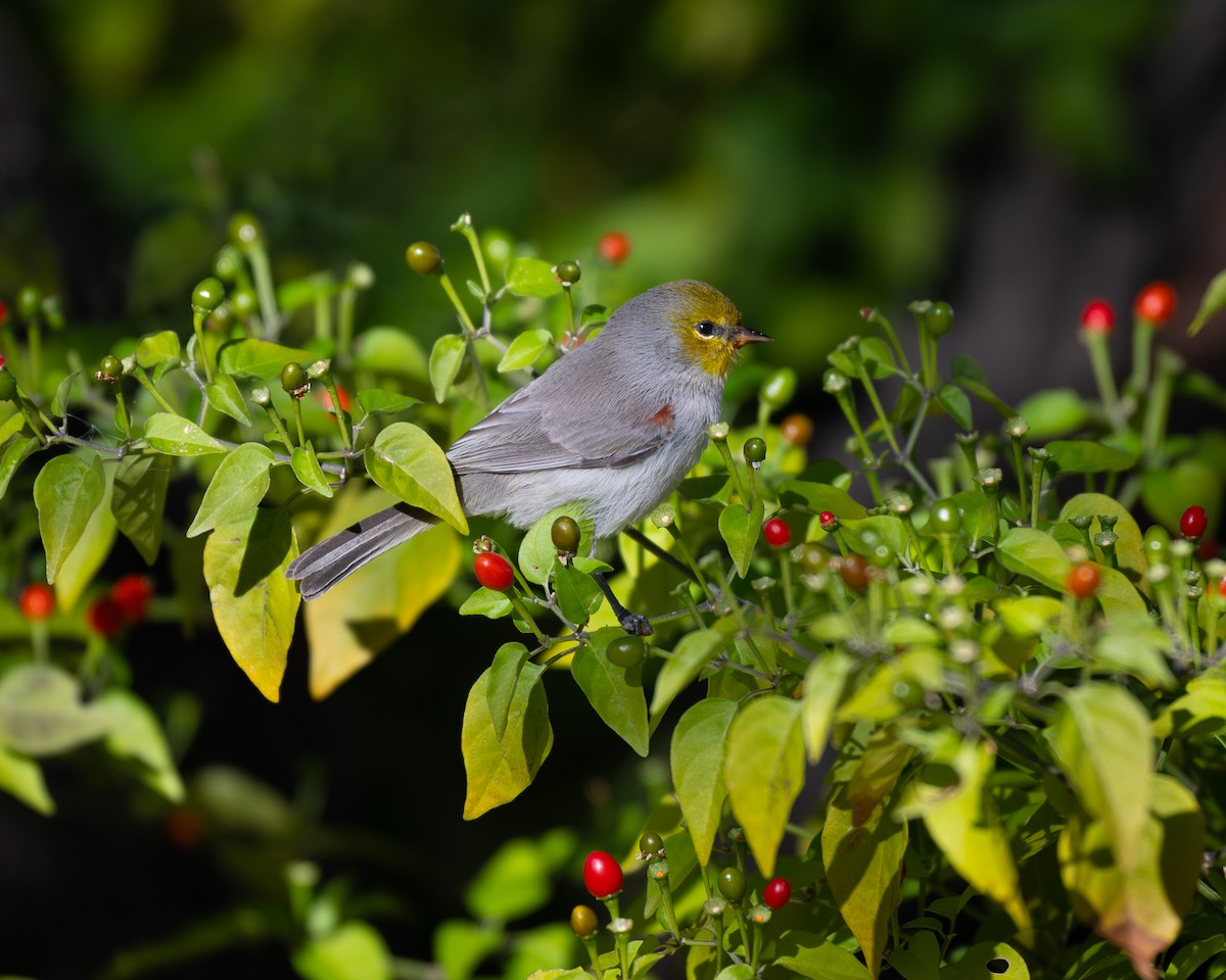 Verdin - ML646382299