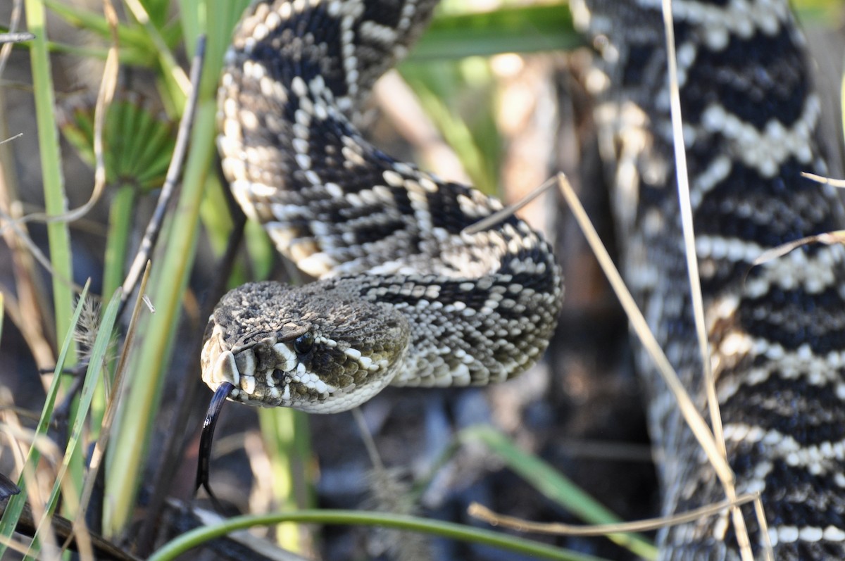 Eastern Diamondback Rattlesnake - ML646382301