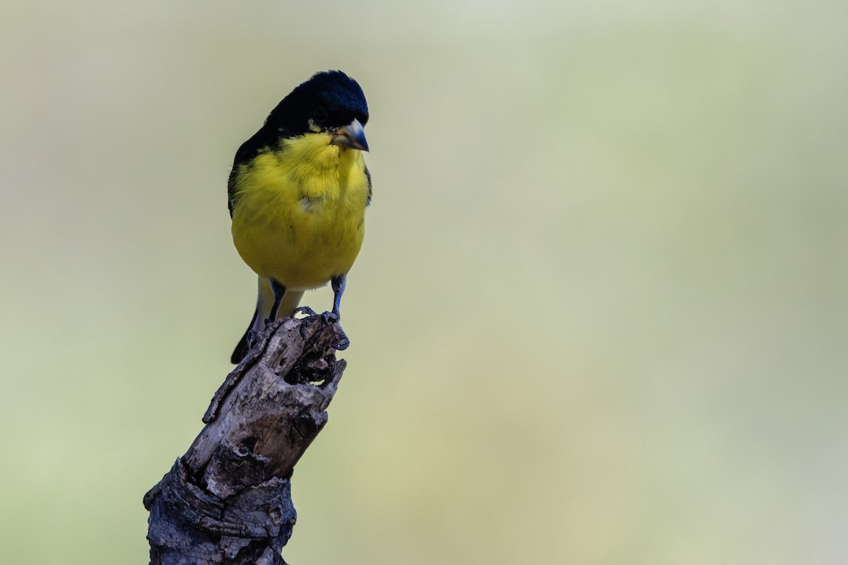 Lesser Goldfinch - ML646382302