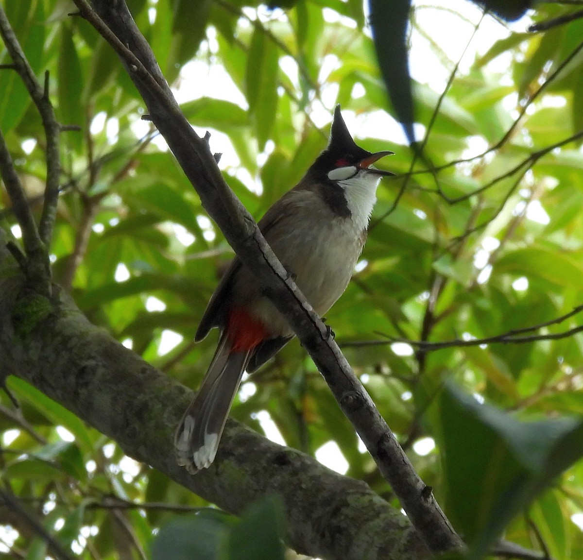 Red-whiskered Bulbul - ML646382303