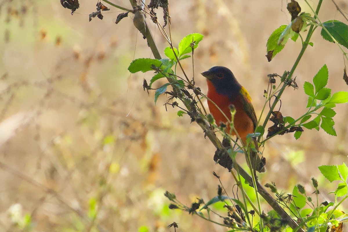 papežík zelenohřbetý - ML646382304