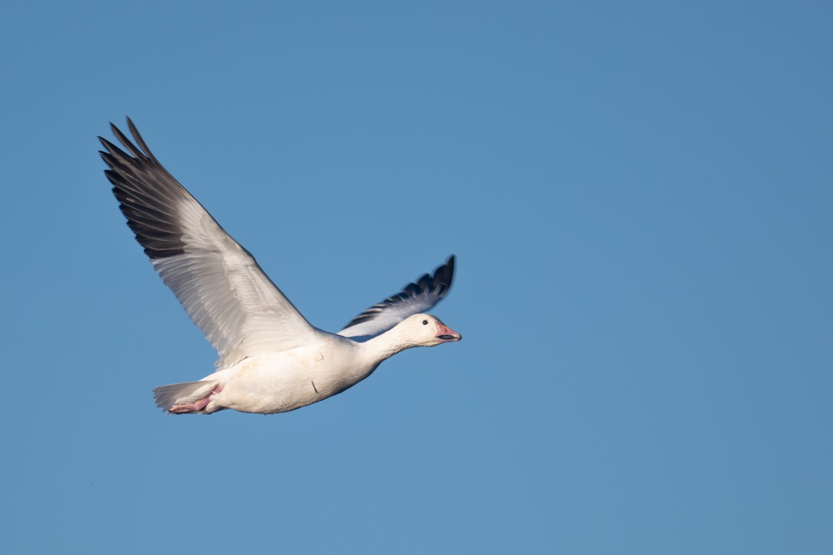 Snow Goose - ML646382314