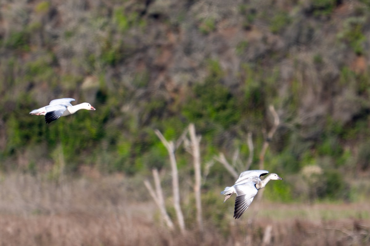 Snow Goose - ML646382315