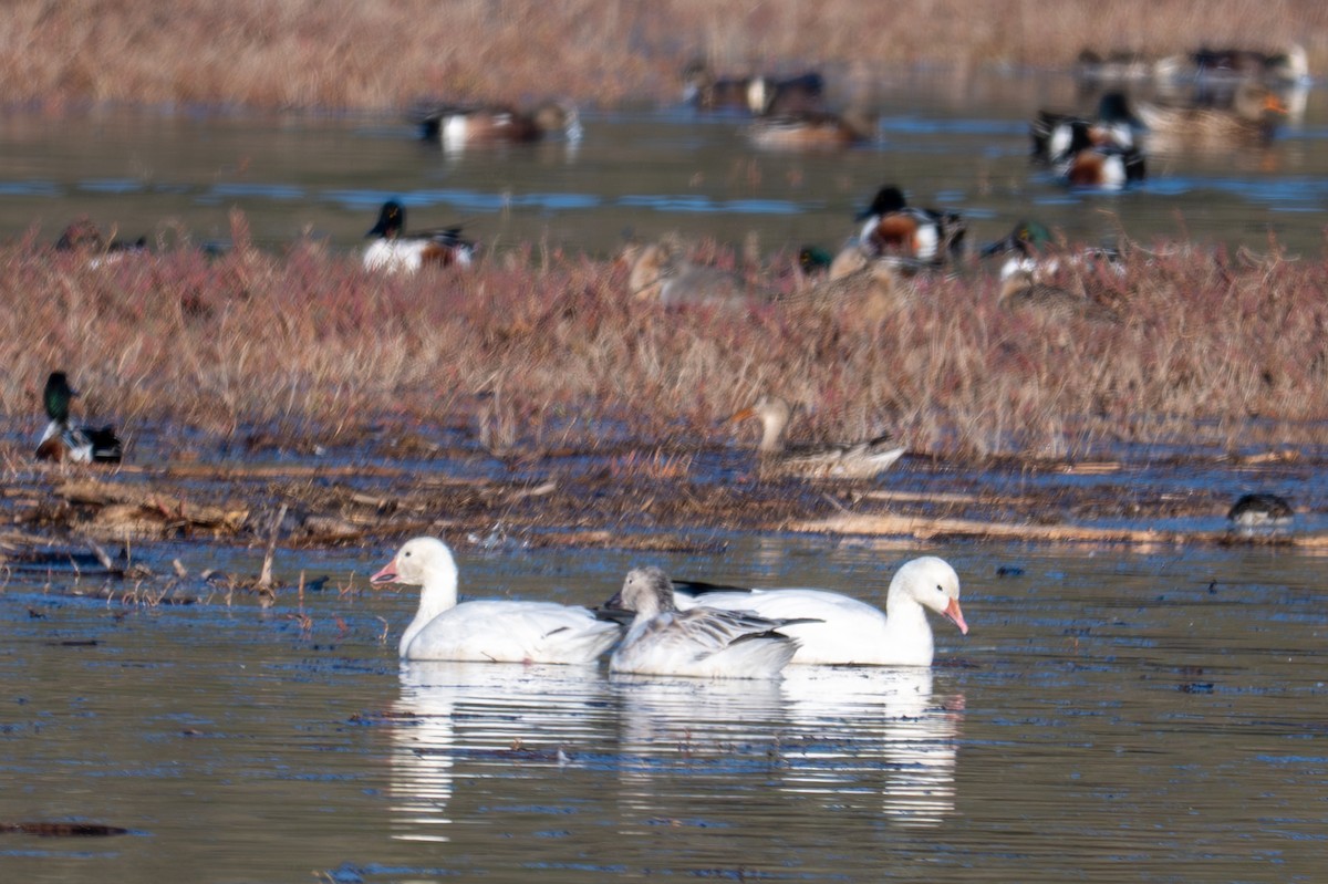 Snow Goose - ML646382316