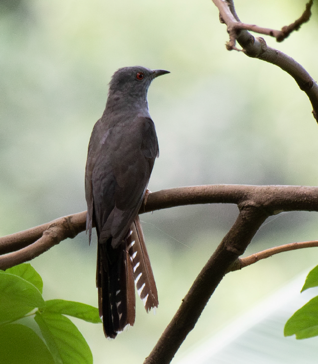 Plaintive Cuckoo - ML646382317