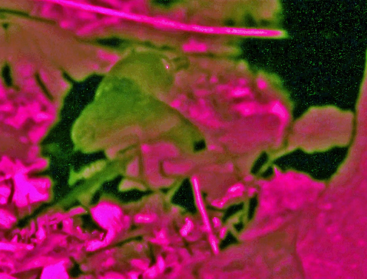 Little Penguin - ML646382318