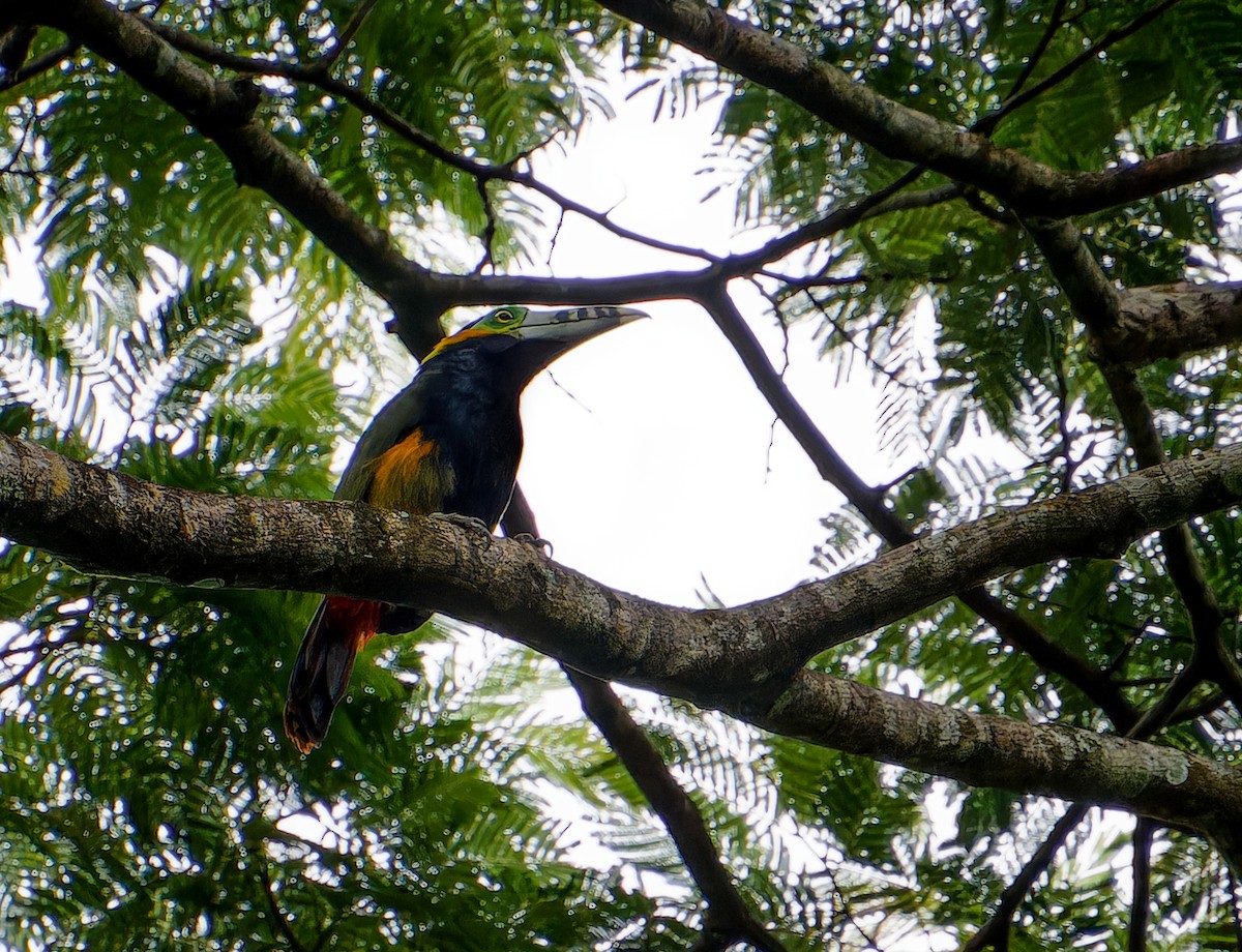 Spot-billed Toucanet - ML646382319