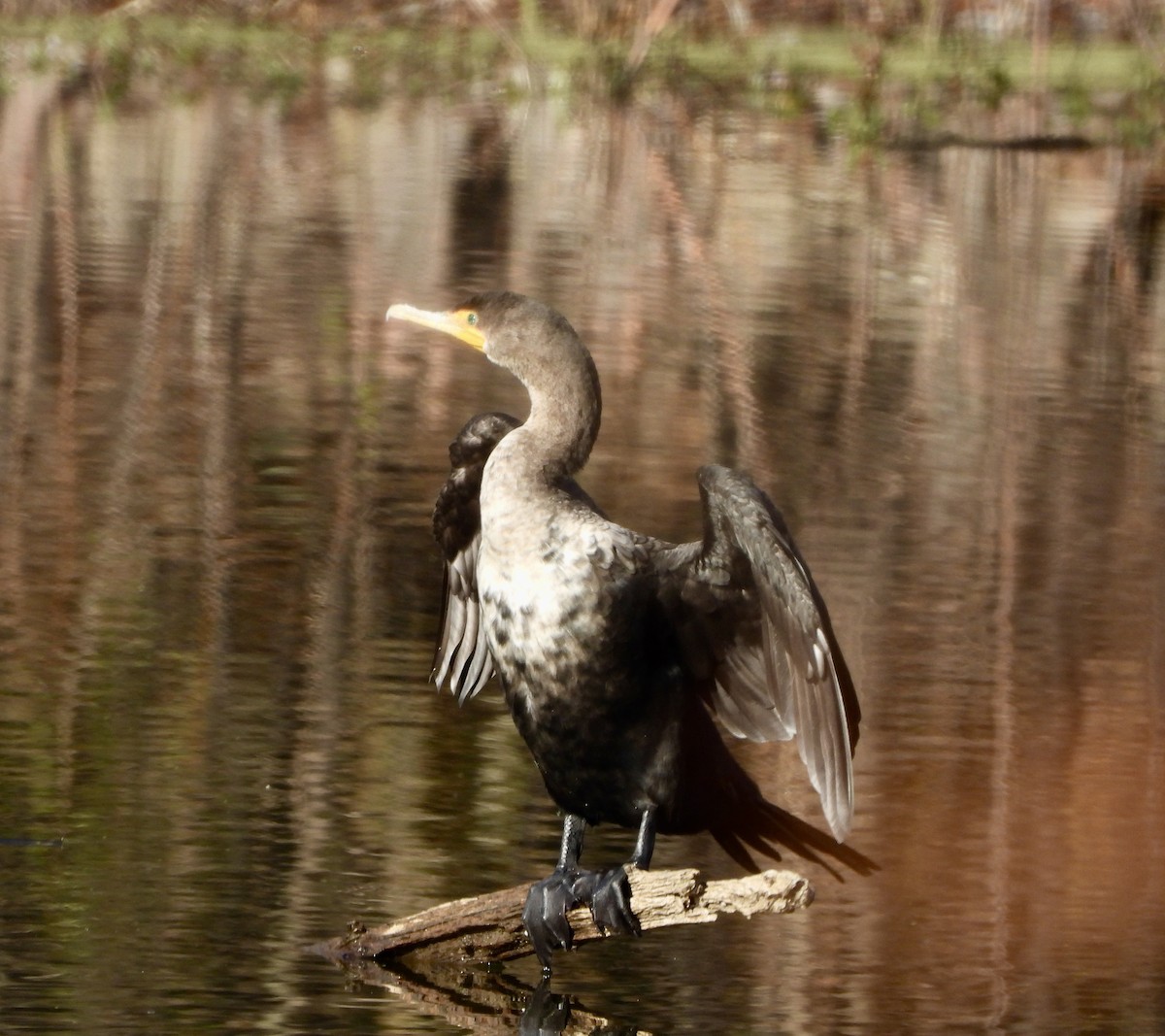 Cormoran à aigrettes - ML646382323
