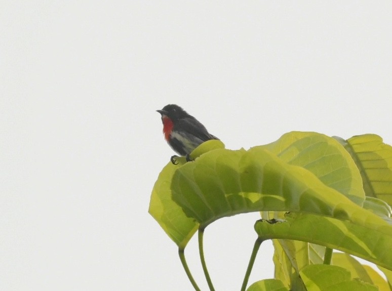 Gray-sided Flowerpecker (Gray-sided) - ML646382324