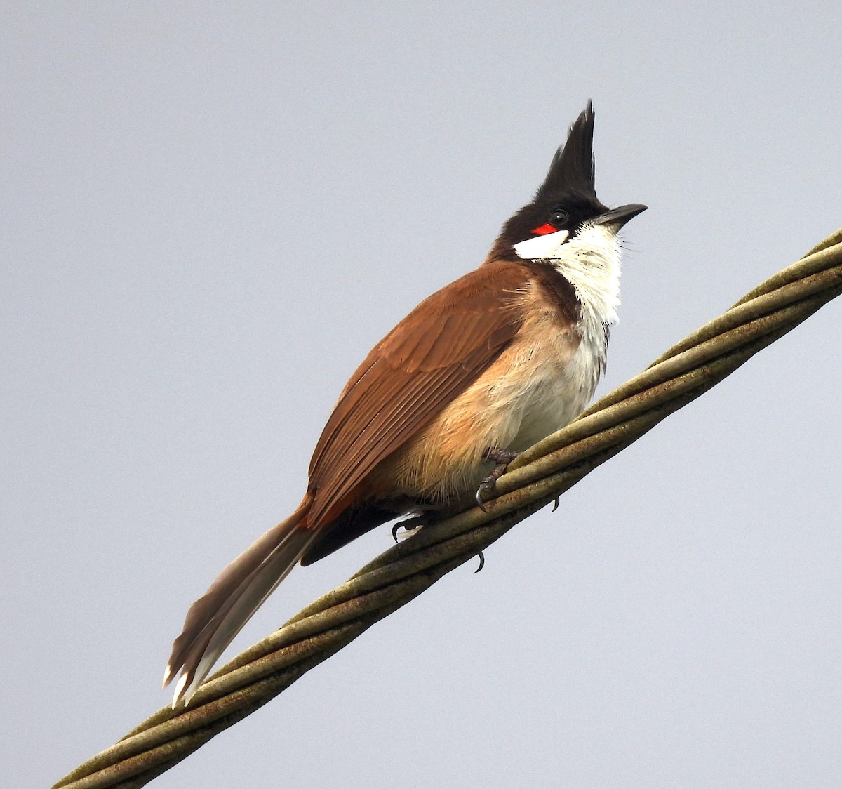 Red-whiskered Bulbul - ML646382325