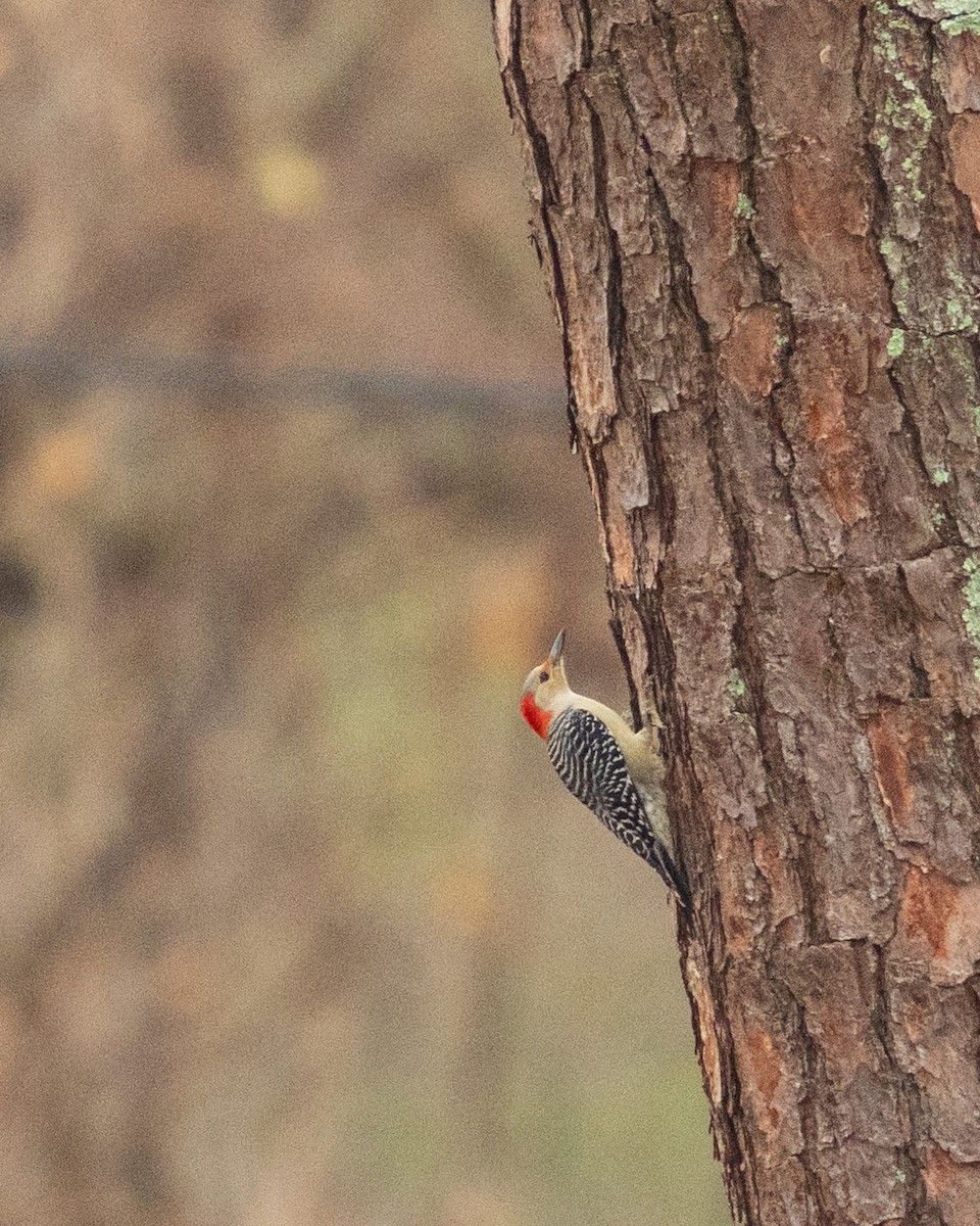 Red-bellied Woodpecker - ML646382326