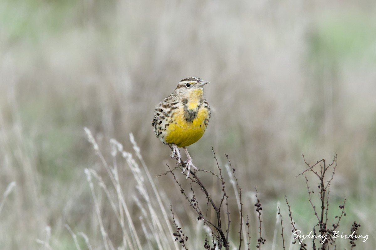 Western Meadowlark - ML646382328