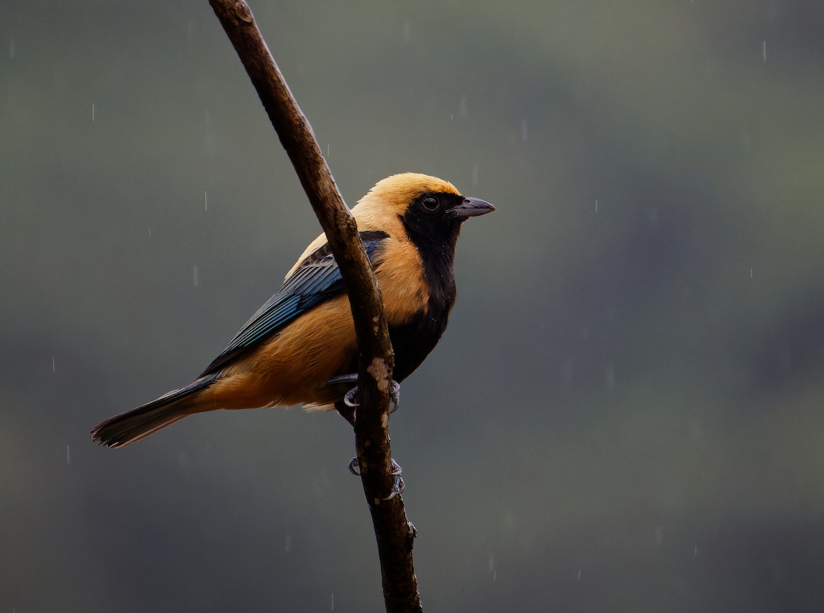 Burnished-buff Tanager - ML646382330