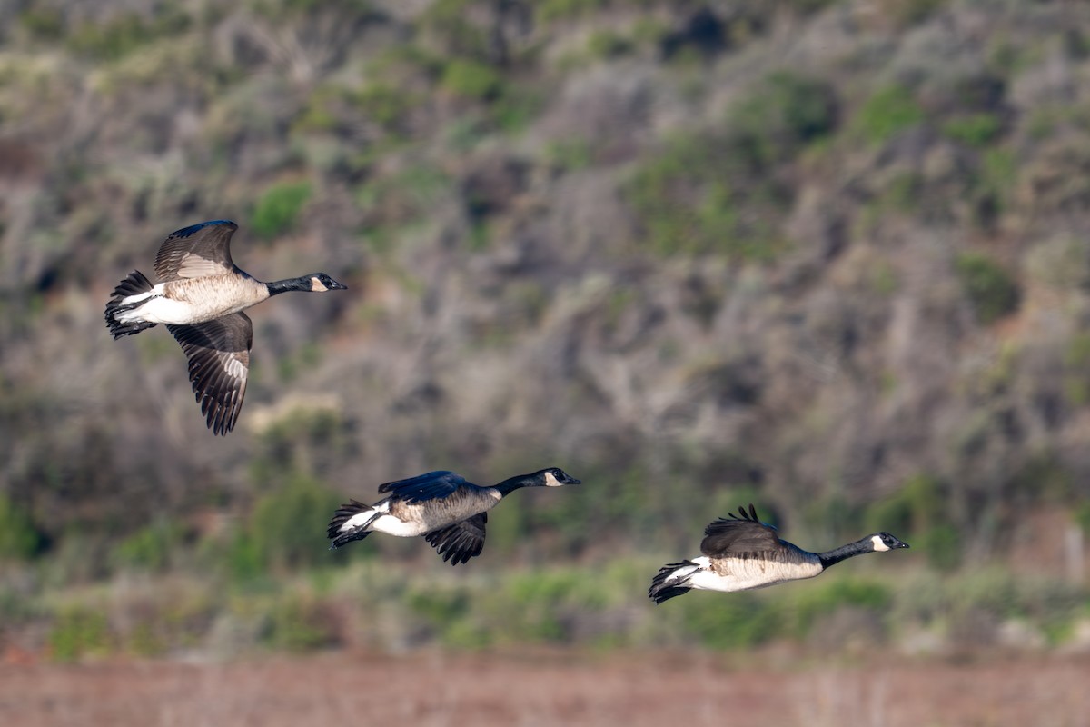 Canada Goose (moffitti/maxima) - ML646382331