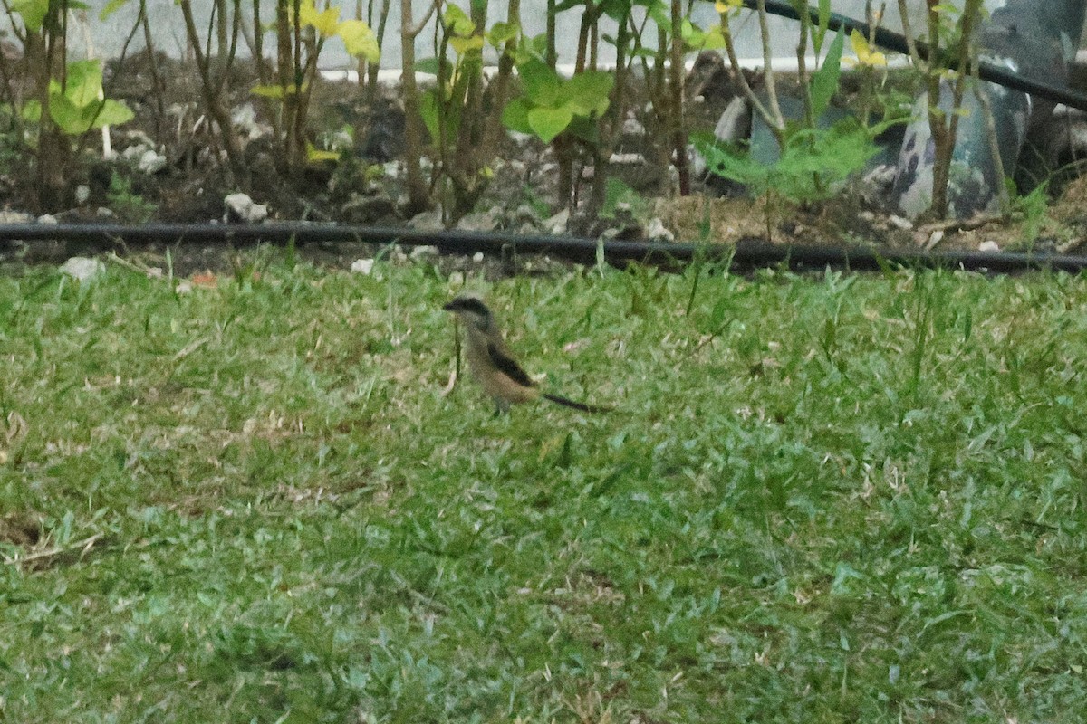 Long-tailed Shrike (bentet) - ML646382334