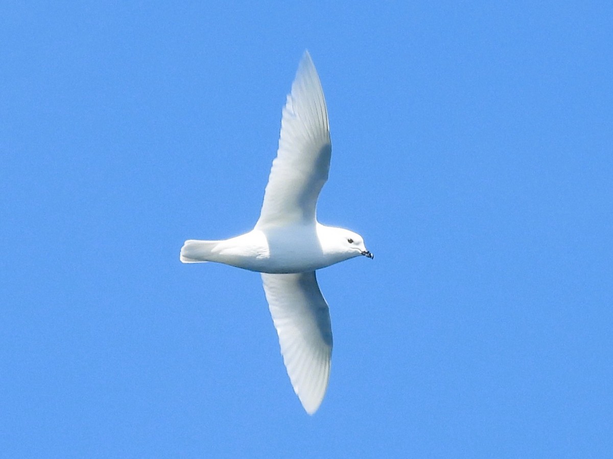 Snow Petrel - ML646382335