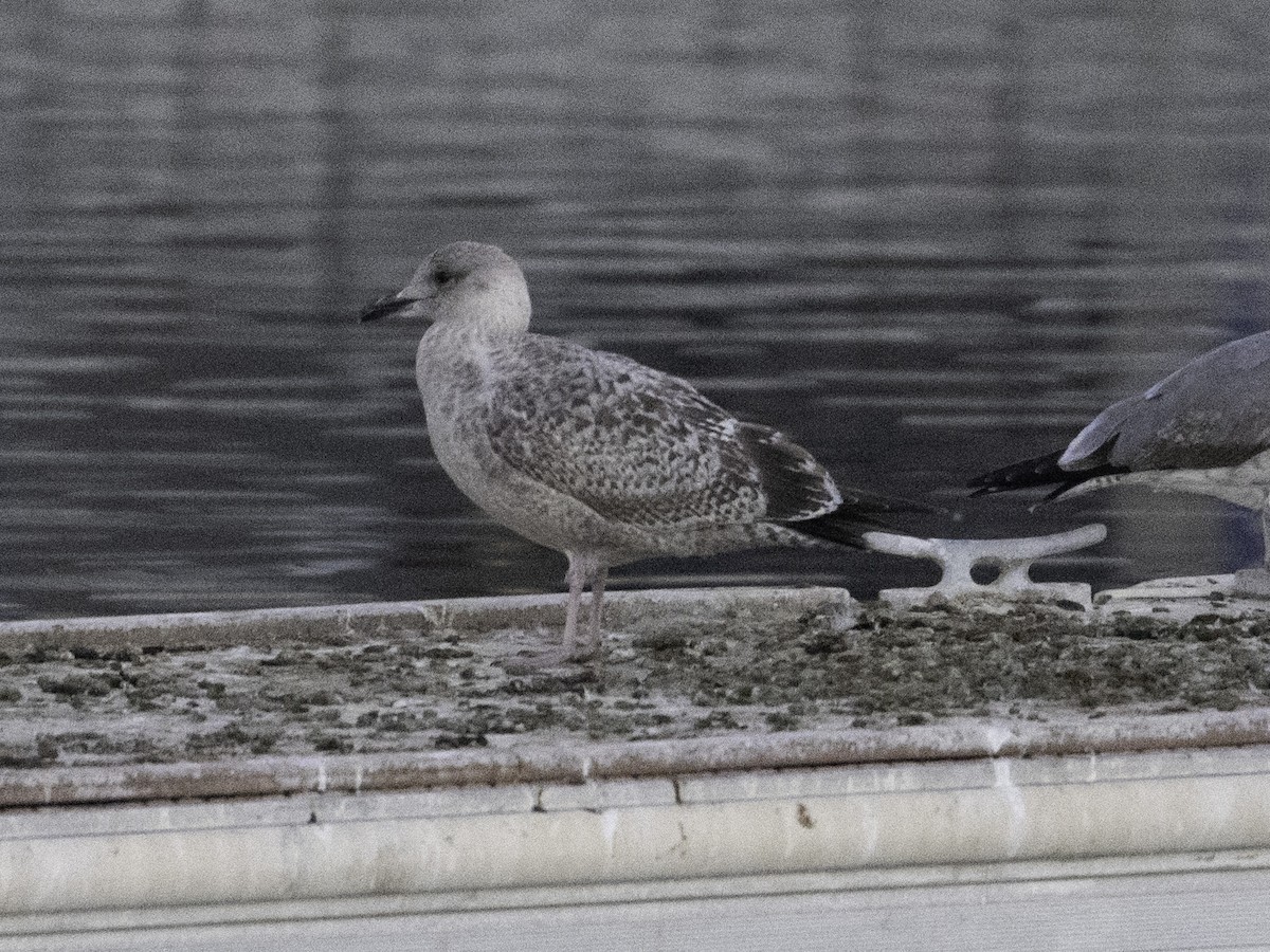 Larus sp. - ML646382337