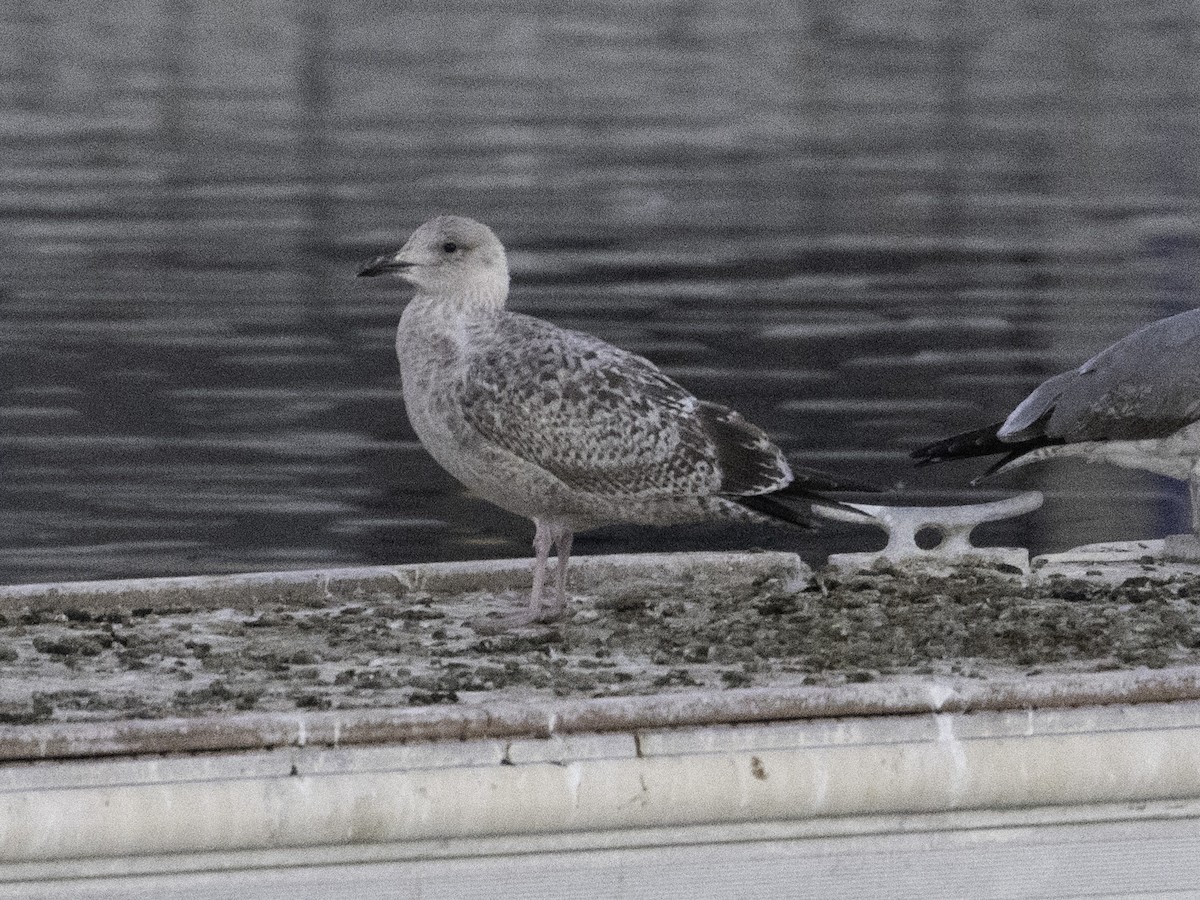 Larus sp. - ML646382338