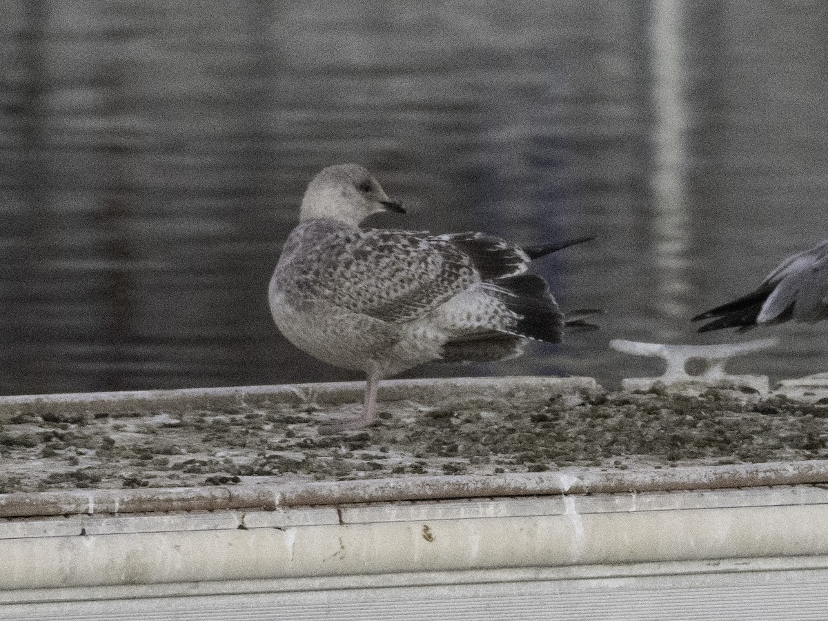 Larus sp. - ML646382339