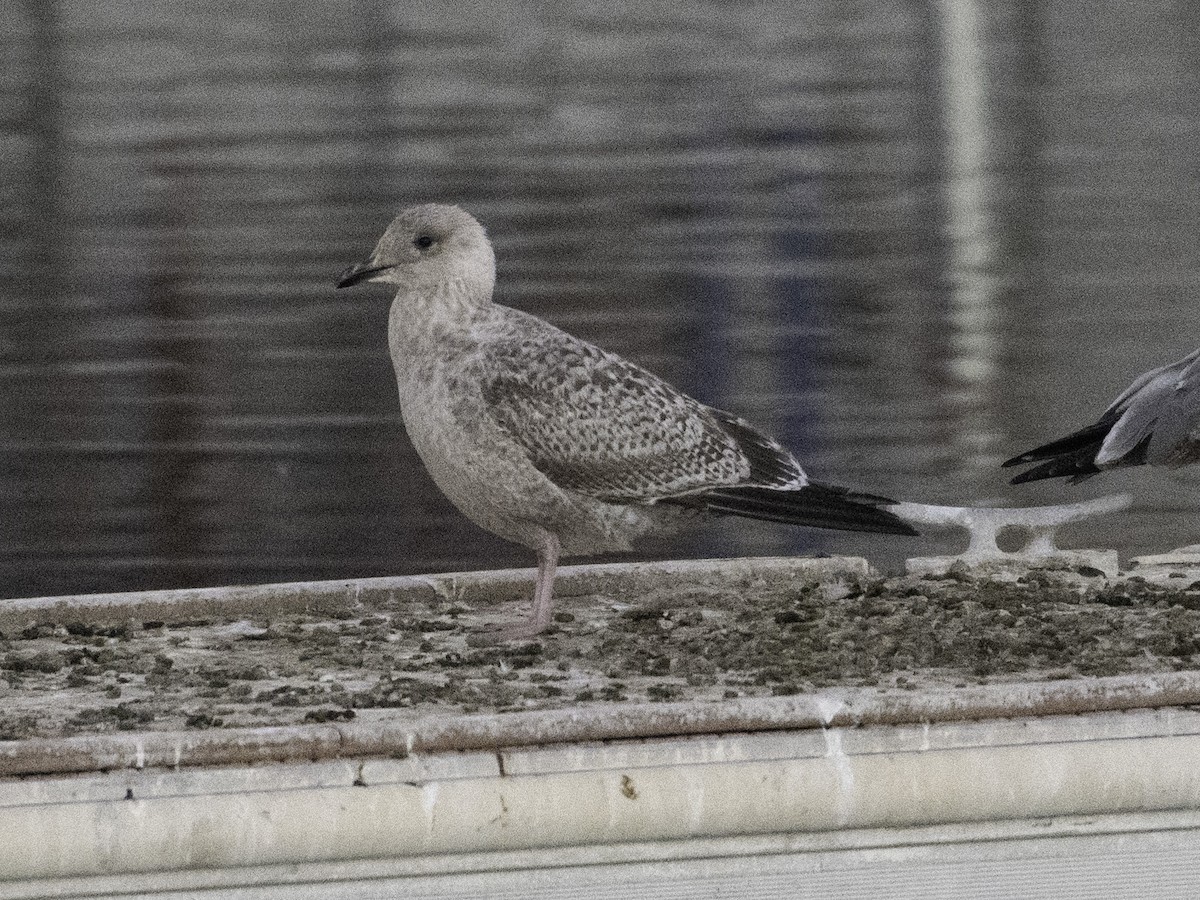 Larus sp. - ML646382340