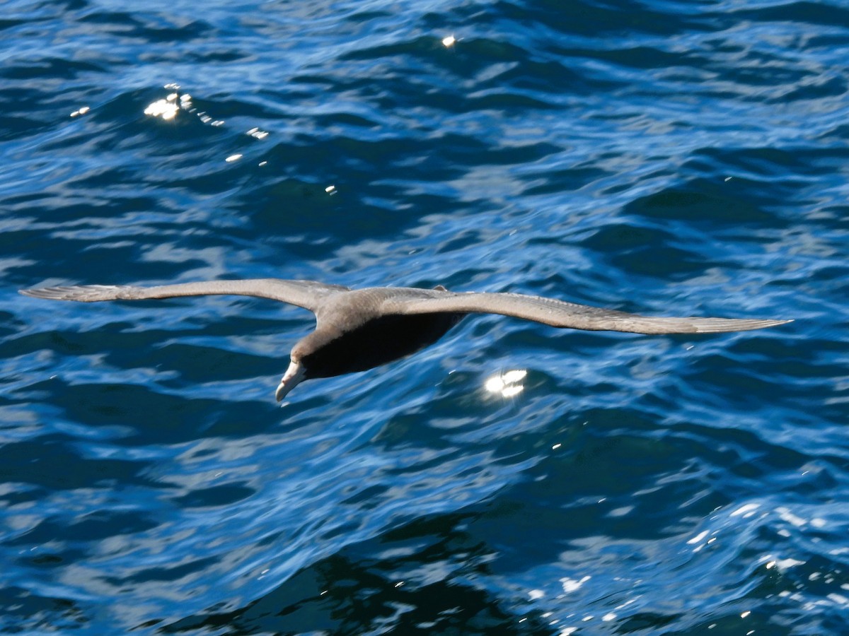 Southern Giant-Petrel - ML646382341