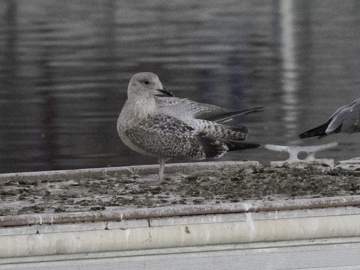 Larus sp. - ML646382342