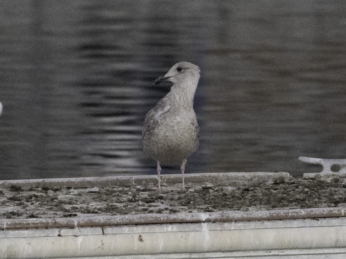 Larus sp. - ML646382343