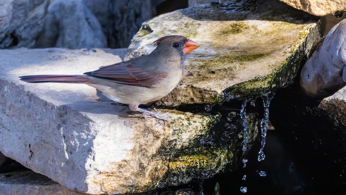 Northern Cardinal - ML646382344