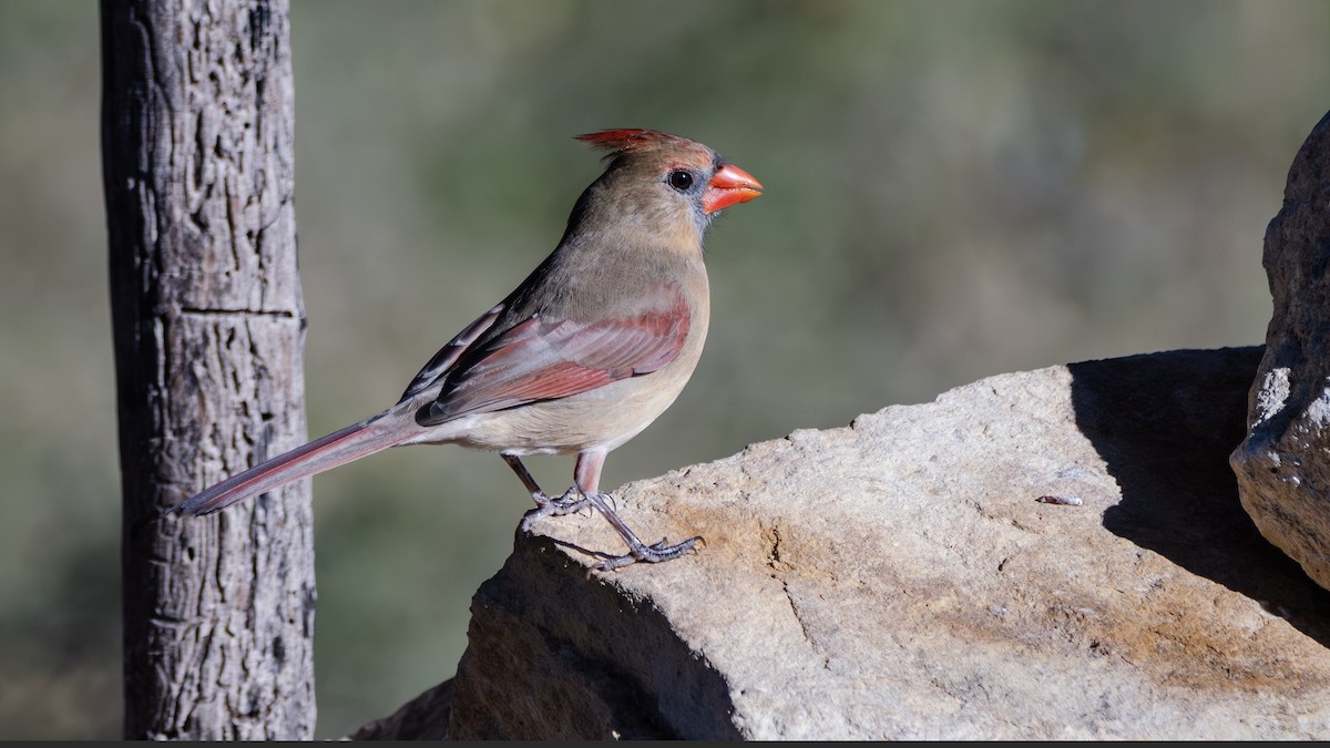 Northern Cardinal - ML646382345