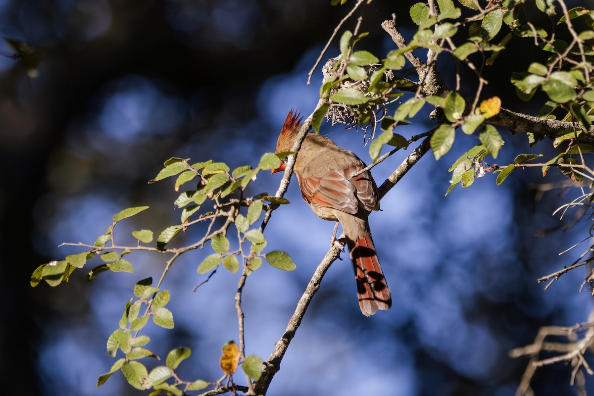 Northern Cardinal - ML646382346
