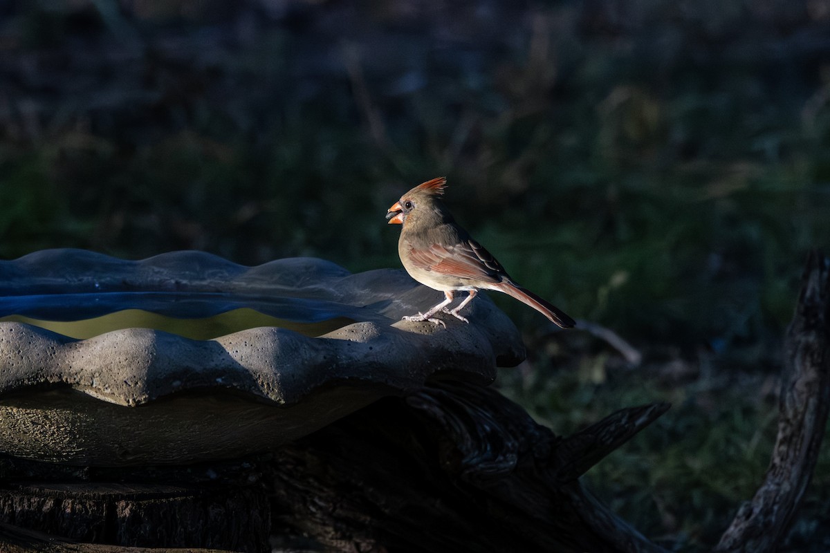 Northern Cardinal - ML646382347