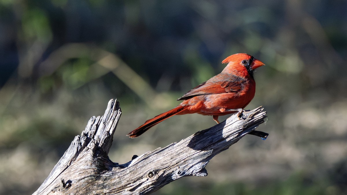 Northern Cardinal - ML646382348