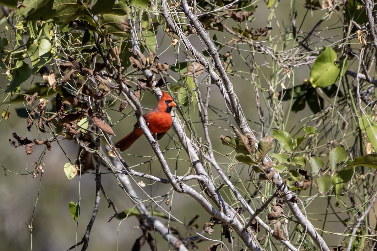 Northern Cardinal - ML646382349