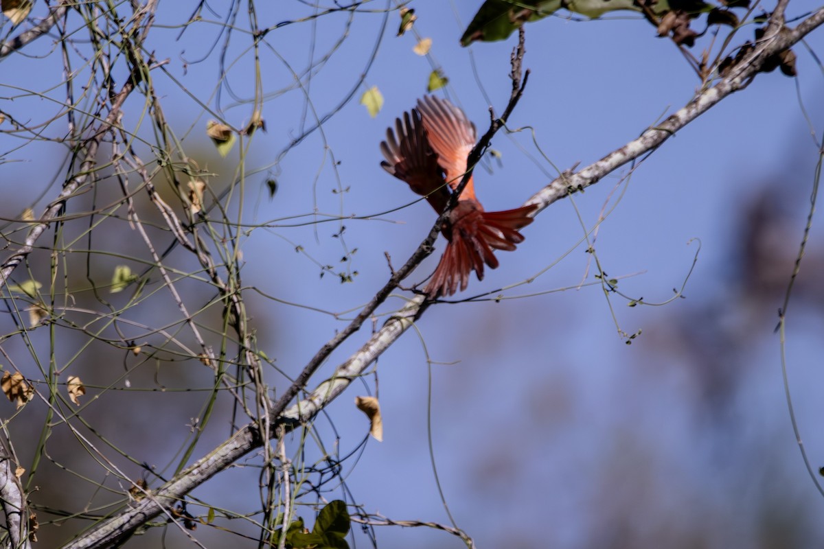 Northern Cardinal - ML646382350
