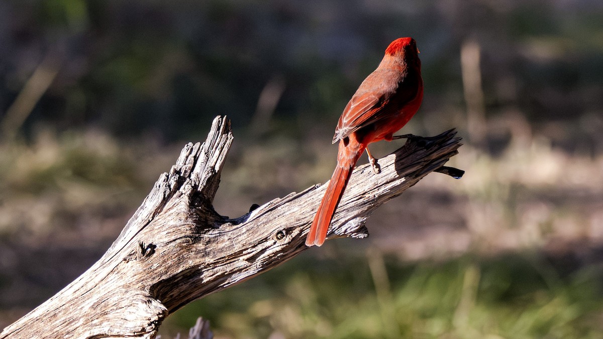 Northern Cardinal - ML646382351