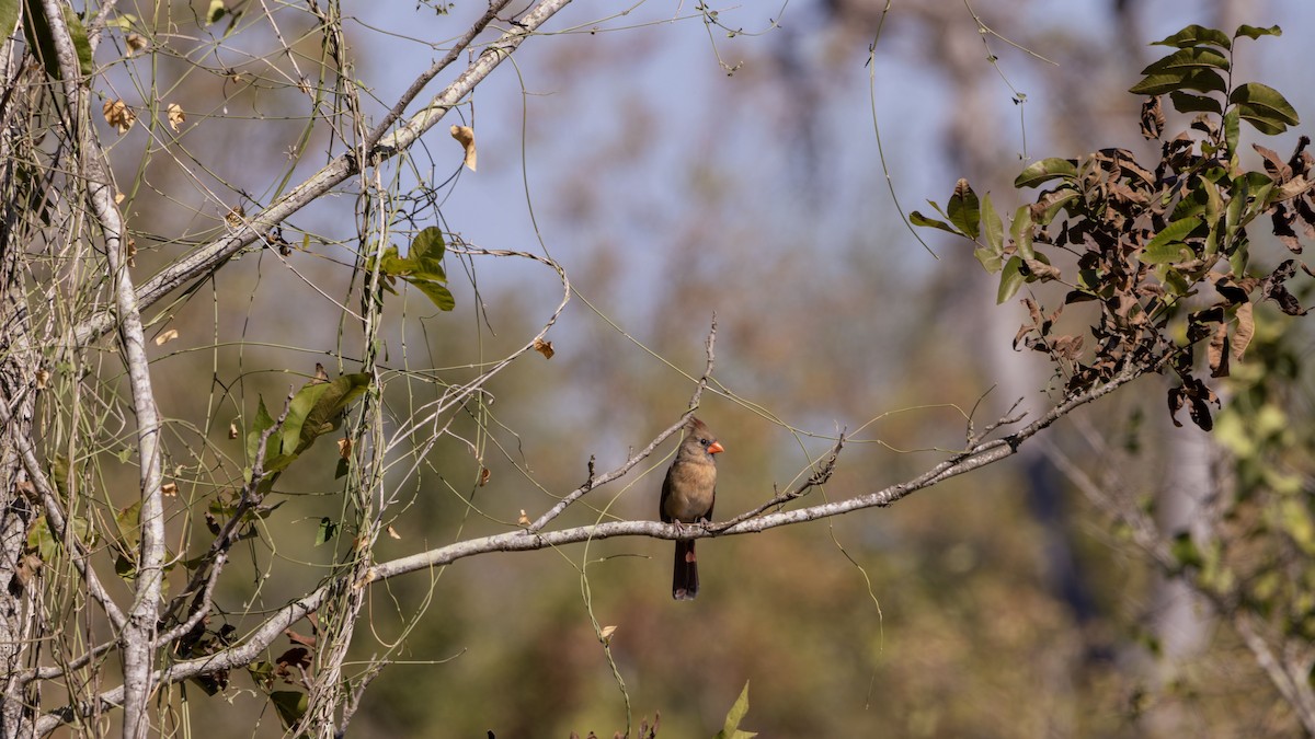 Northern Cardinal - ML646382352