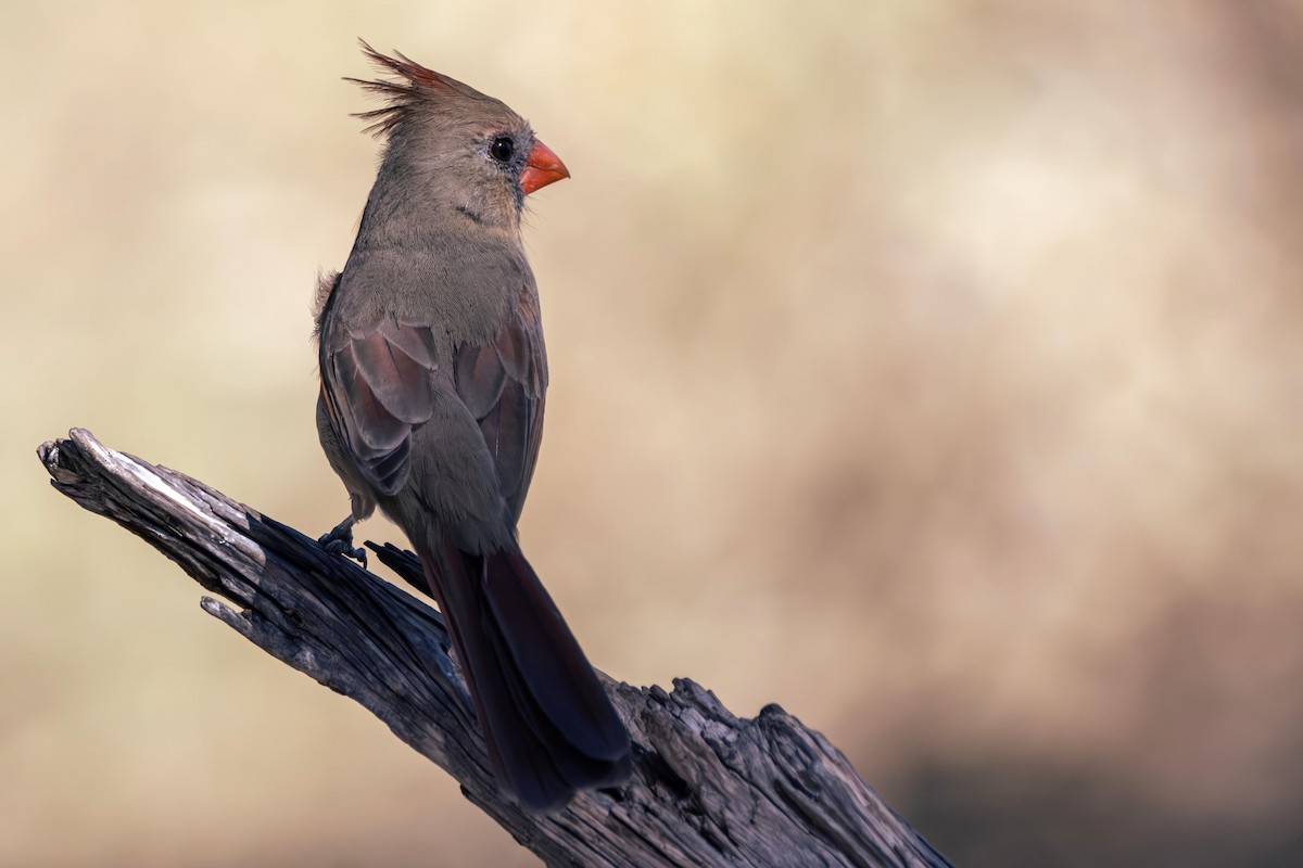 Northern Cardinal - ML646382353